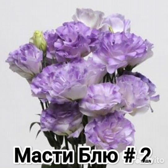 Эустома крупноцветковая