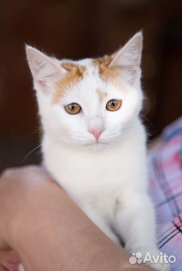 Милый Мартин