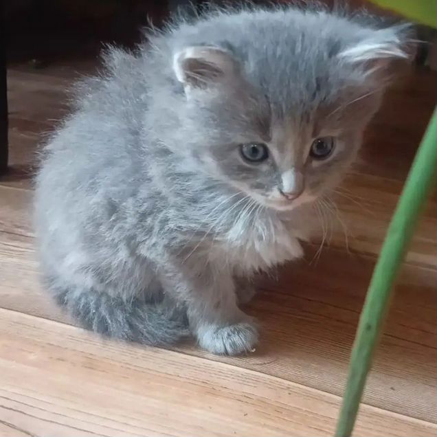 Котёнок в добрые руки