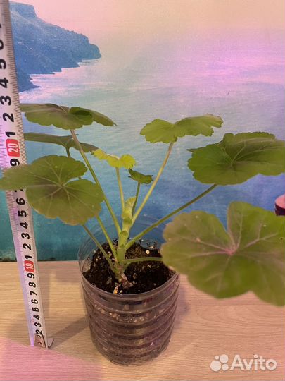 Пеларгония (герань)