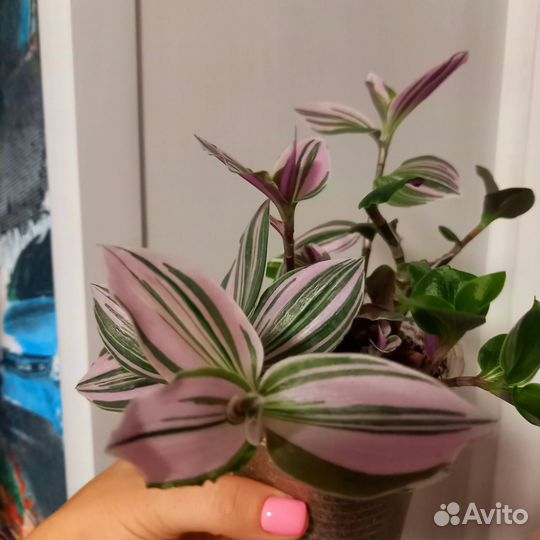 Традесканция пинк