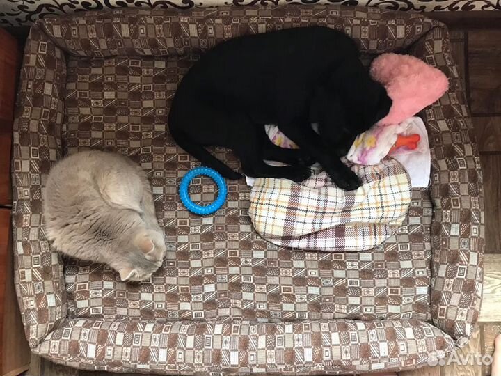 Лежанка для собаки (на заказ)