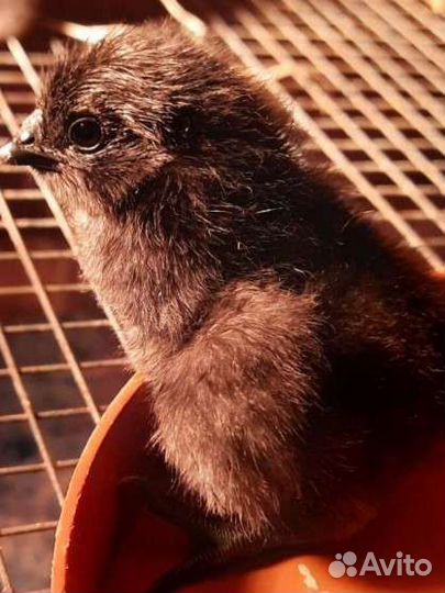 Амераукана ухейлюй лакеданзи