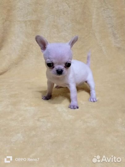 Кукольные чишки