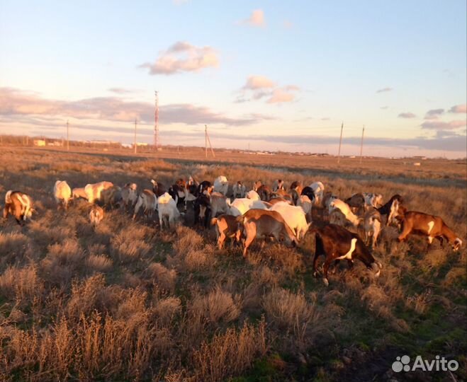 Козы молочные