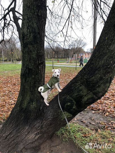 Накидка дождевик для собак