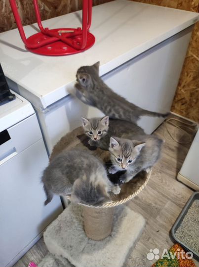 Кошки в добрые руки бесплатно