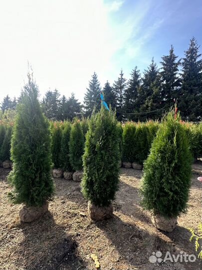 Туя Cмарагд