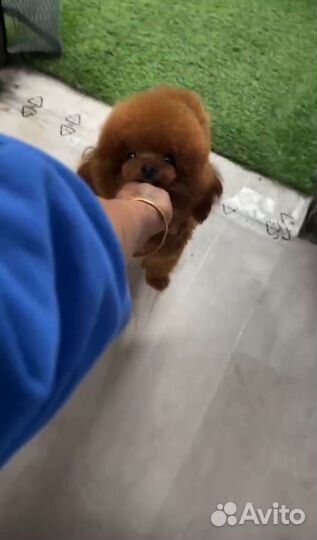 Тэдди тикап китай