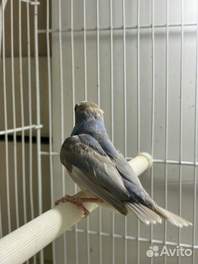 Амадины гульда