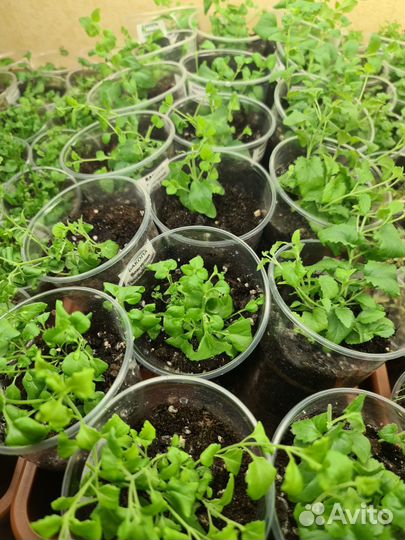 Цветы виола и бакопа