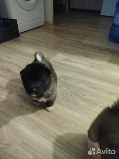 Щеночки Американской Акиты