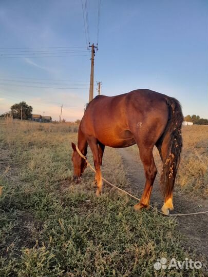 Продам лошадь