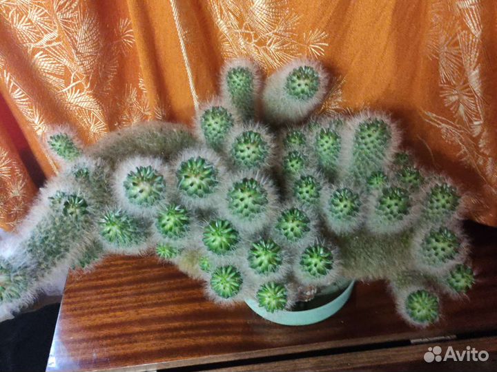 Кактус