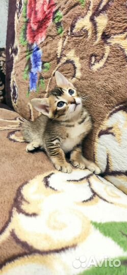 Кошка