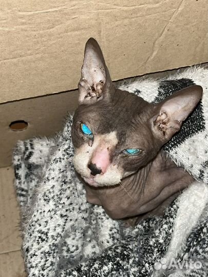 Канадский сфинкс