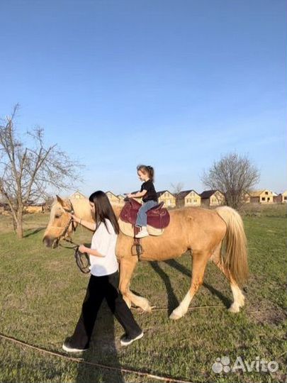 Конные прогулки / Прогулки на лошади