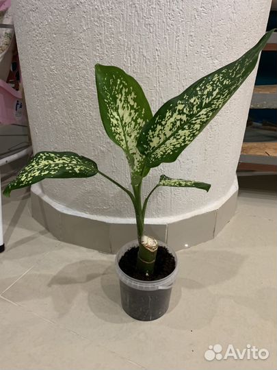 Диффенбахия