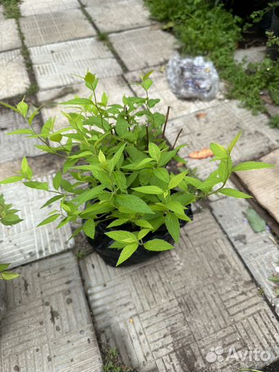 Спирея японская