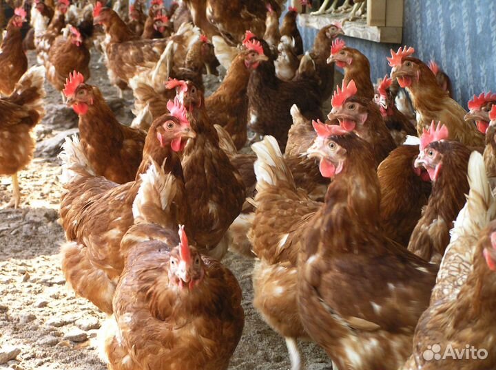 Курочки несушки