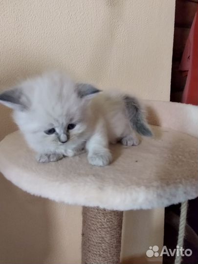 Невские котята
