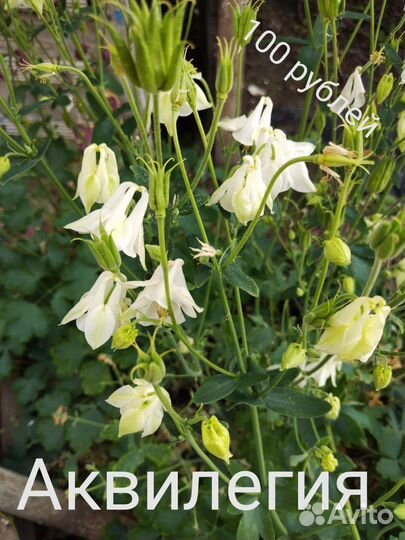 Аквилегия