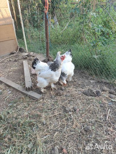 Брама светлая колумбийская, куропатчатая