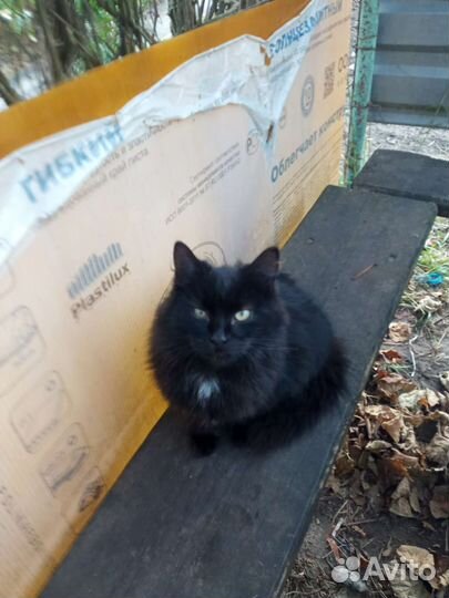 Котята мышеловы