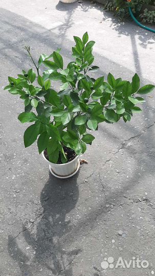 Мандариновое дерево