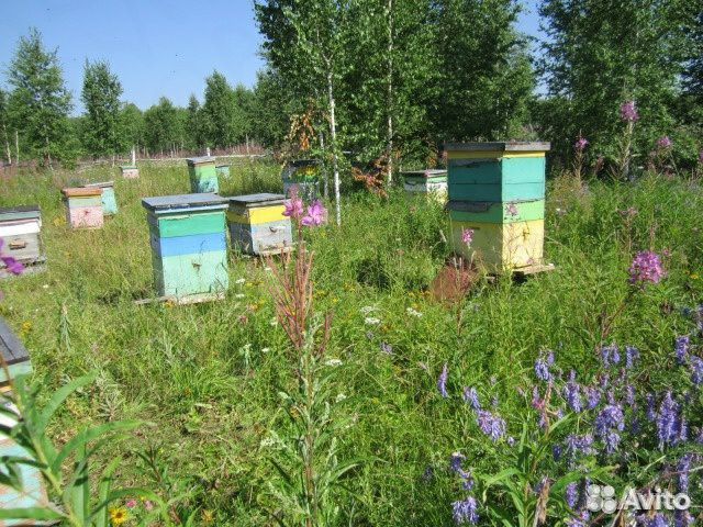 Продам пчёл