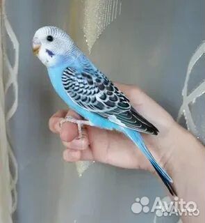 Птенцы волнистый попугай