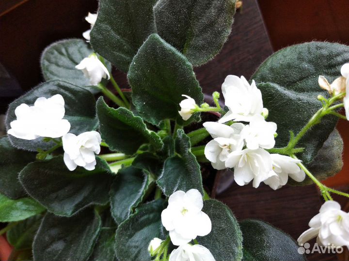 Фиалка домашний цветок