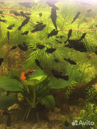 Аквариумные растения, рыбки, улитки