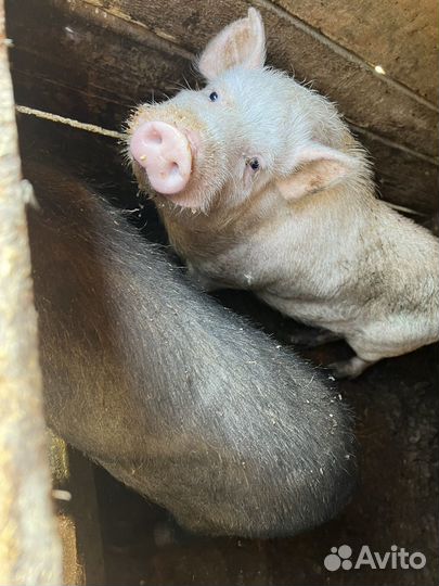 Свиноматки и хряки вьетнамскте и мангалица