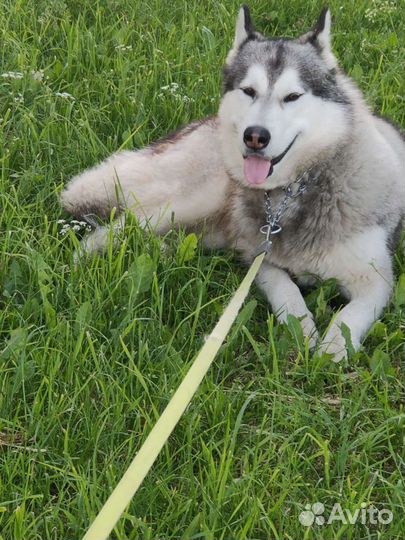 Аляскинский маламут