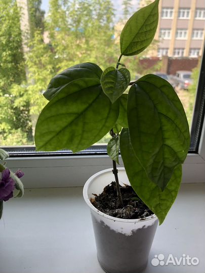 Клеродендрум