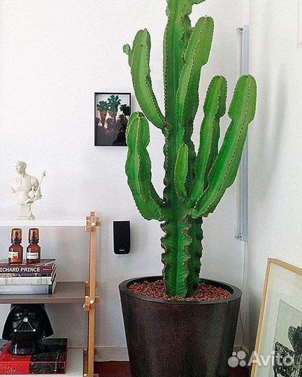 Молочай Эуфорбия 110см