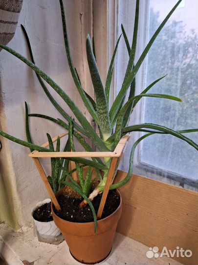 Цветок алоэ 7лет
