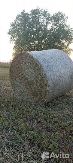 Сено луговое в тюках