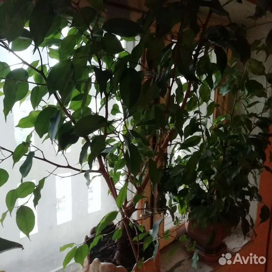 Фикус бенджамина