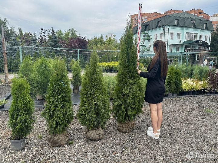 Туя смарагд 40-60см