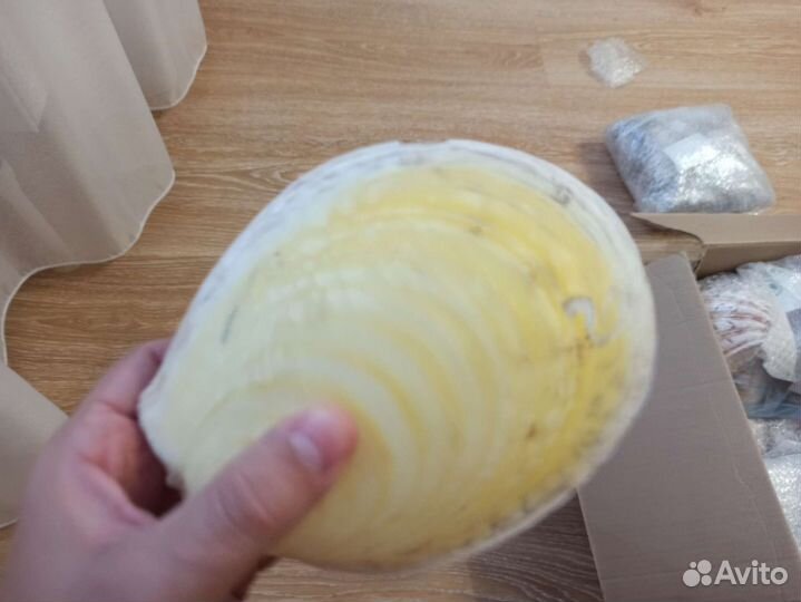 Морская раковина