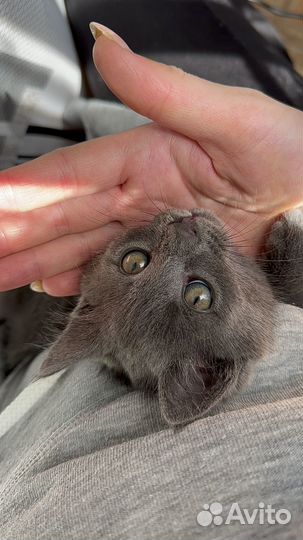 Серенькая кошечка