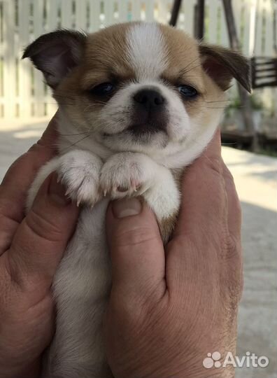 Щенки чихуахуа