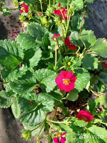 Рассада клубники