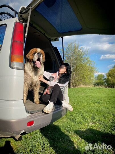 Кинолог, дрессировка собак