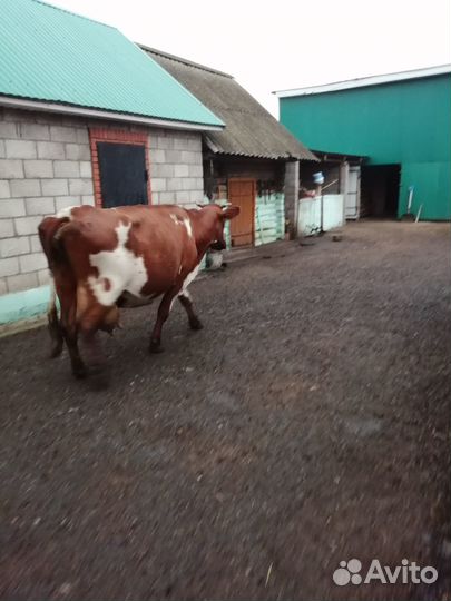 Корова дойная