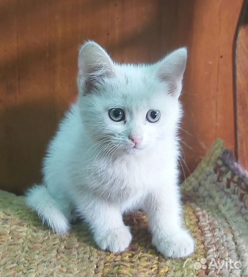 Кошечки в дар