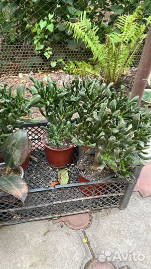 Крассула хоббит