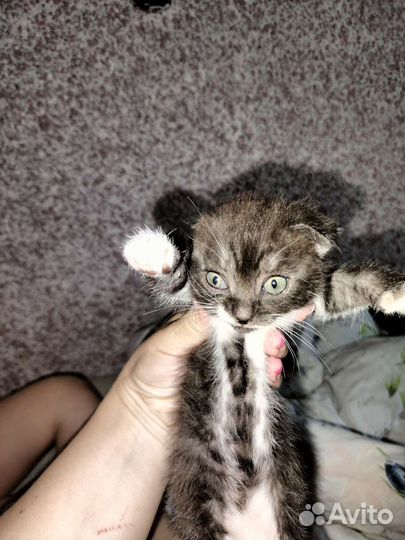 Котенок в добрые руки